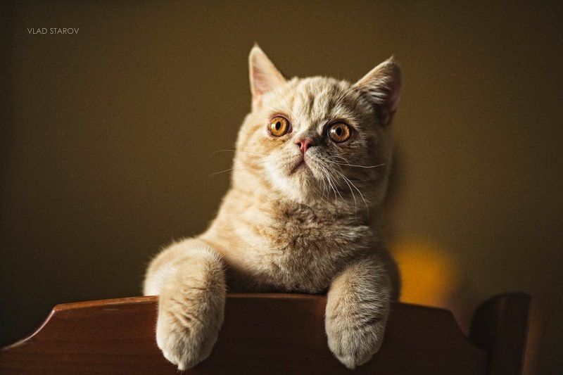 Арахис фото превью