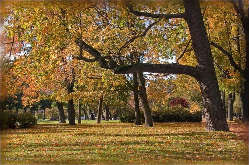 солнечная поляна фото превью