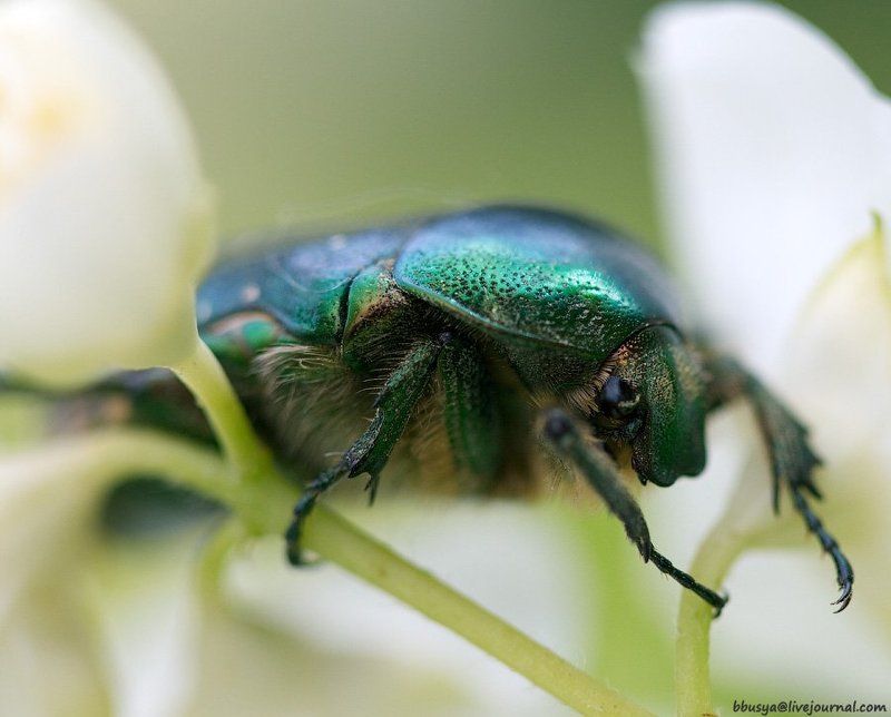 идет бычок качается.... фото превью