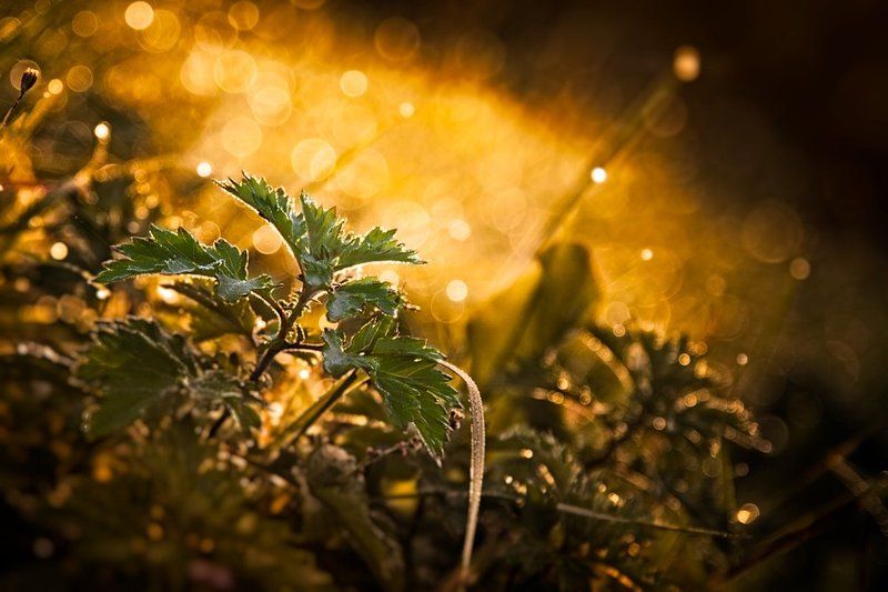 autumn, grass, sunrise, bokeh, green, golden Neverland фото превью