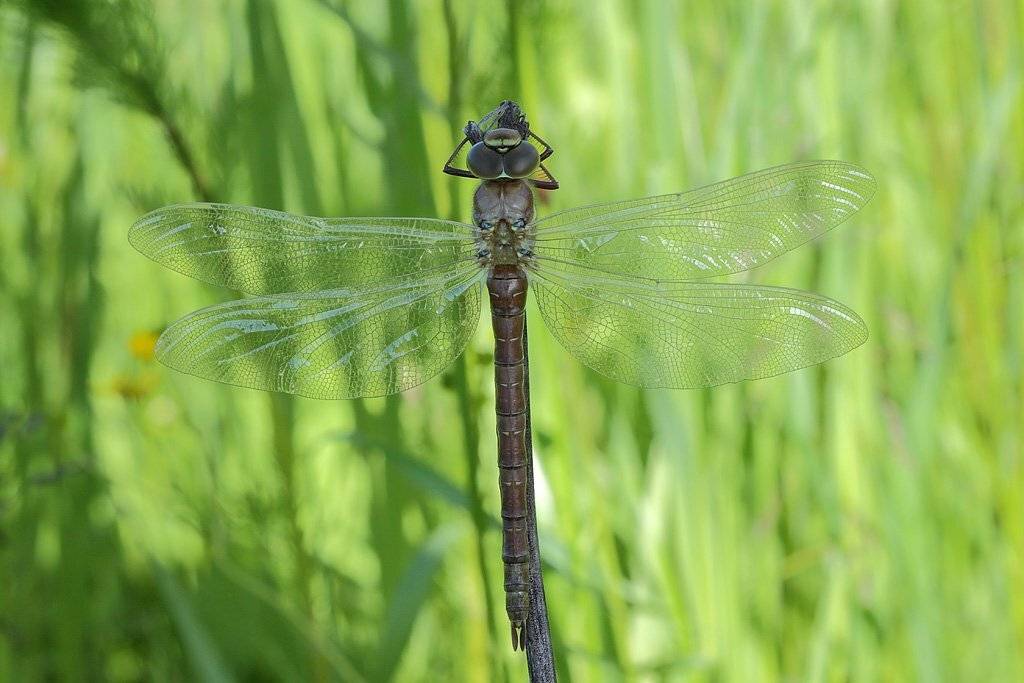 стрекоза, Сергей Таланов