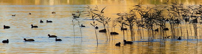 в осенних тонах фото превью