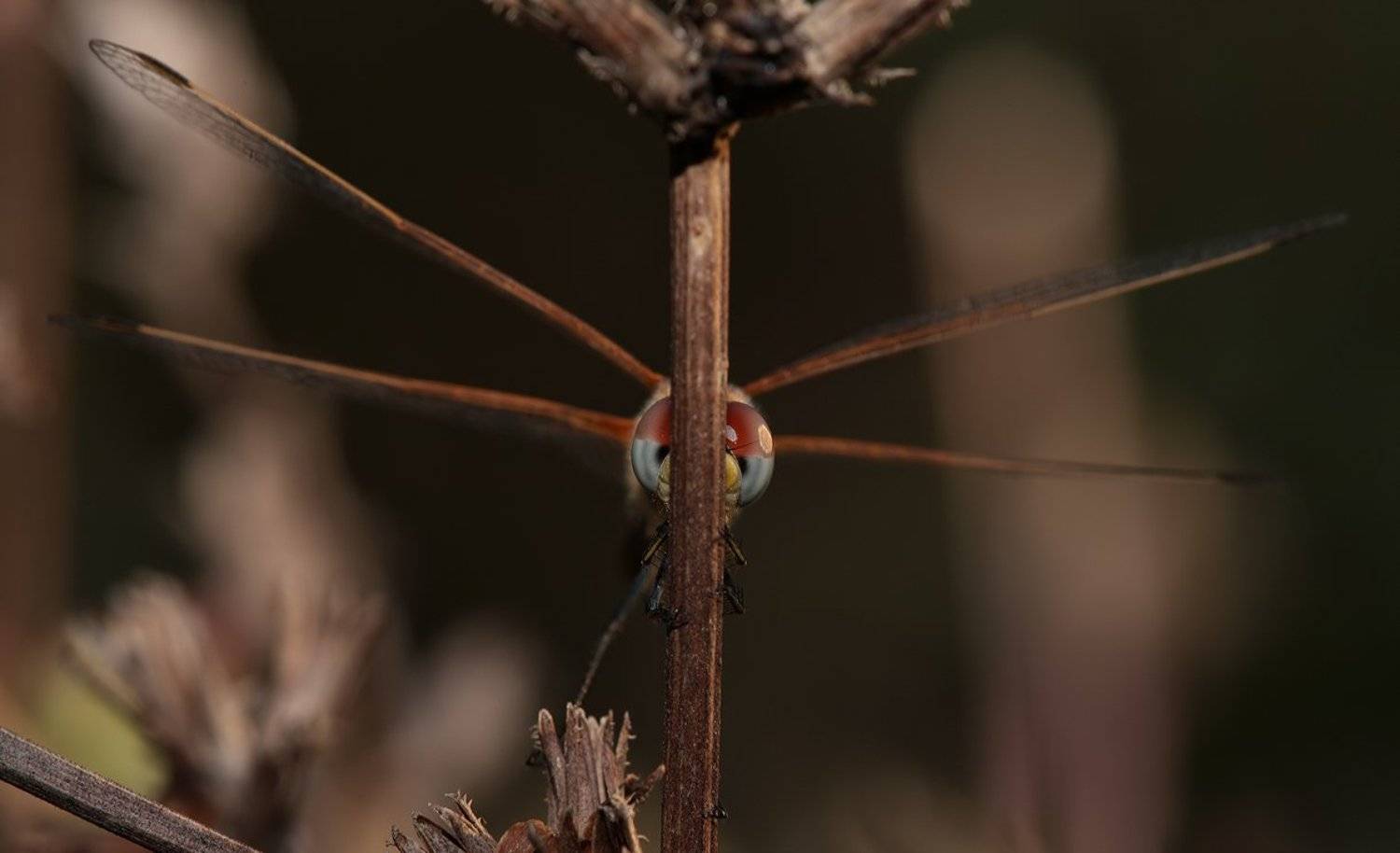 лето, трава, стрекоза, Олег Сурьянинов