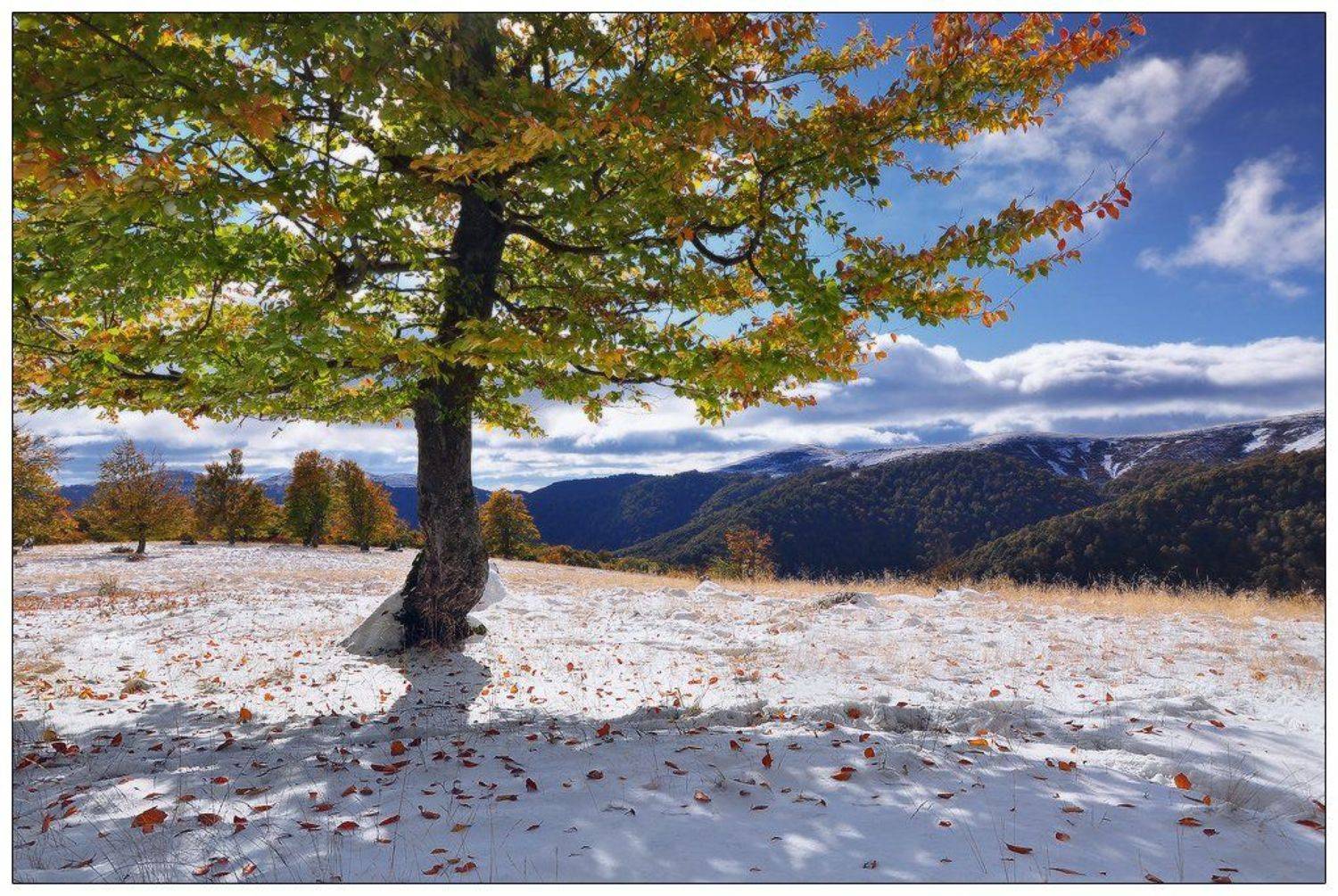 , Денис Кривой