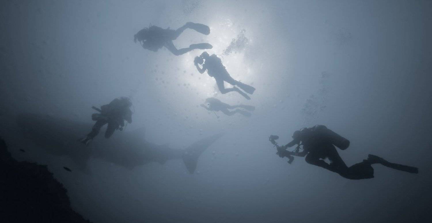 underwater, дайвинг, китовая, акула, Виктор Чистов