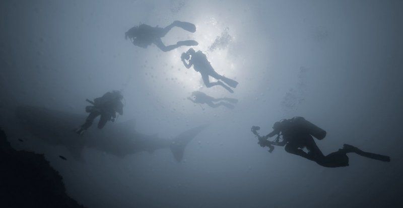 underwater, дайвинг, китовая, акула Ажиотация фото превью