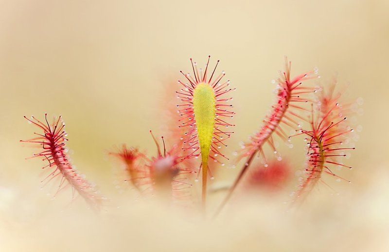 росянка в облаках фото превью