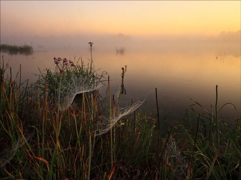 паутины, рассвет, утро, Сергей