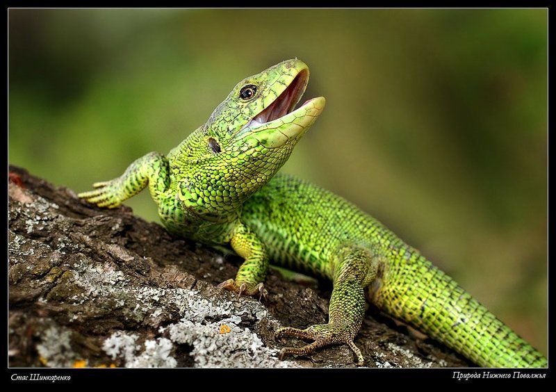 Ящер фото превью