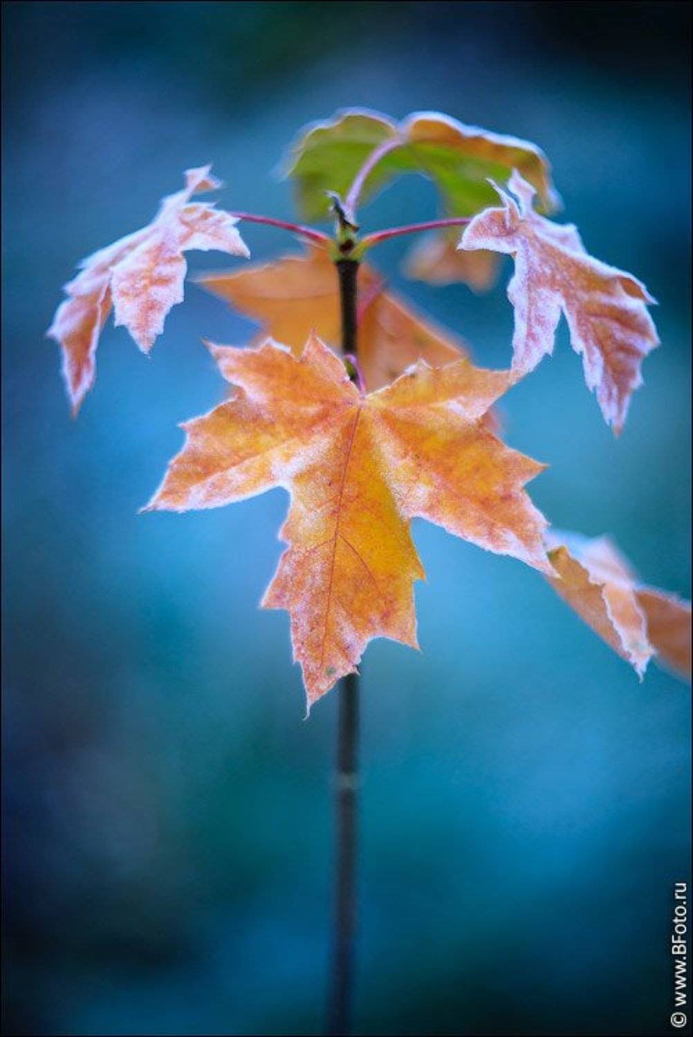 осень, листья, клен, Алексей Строганов