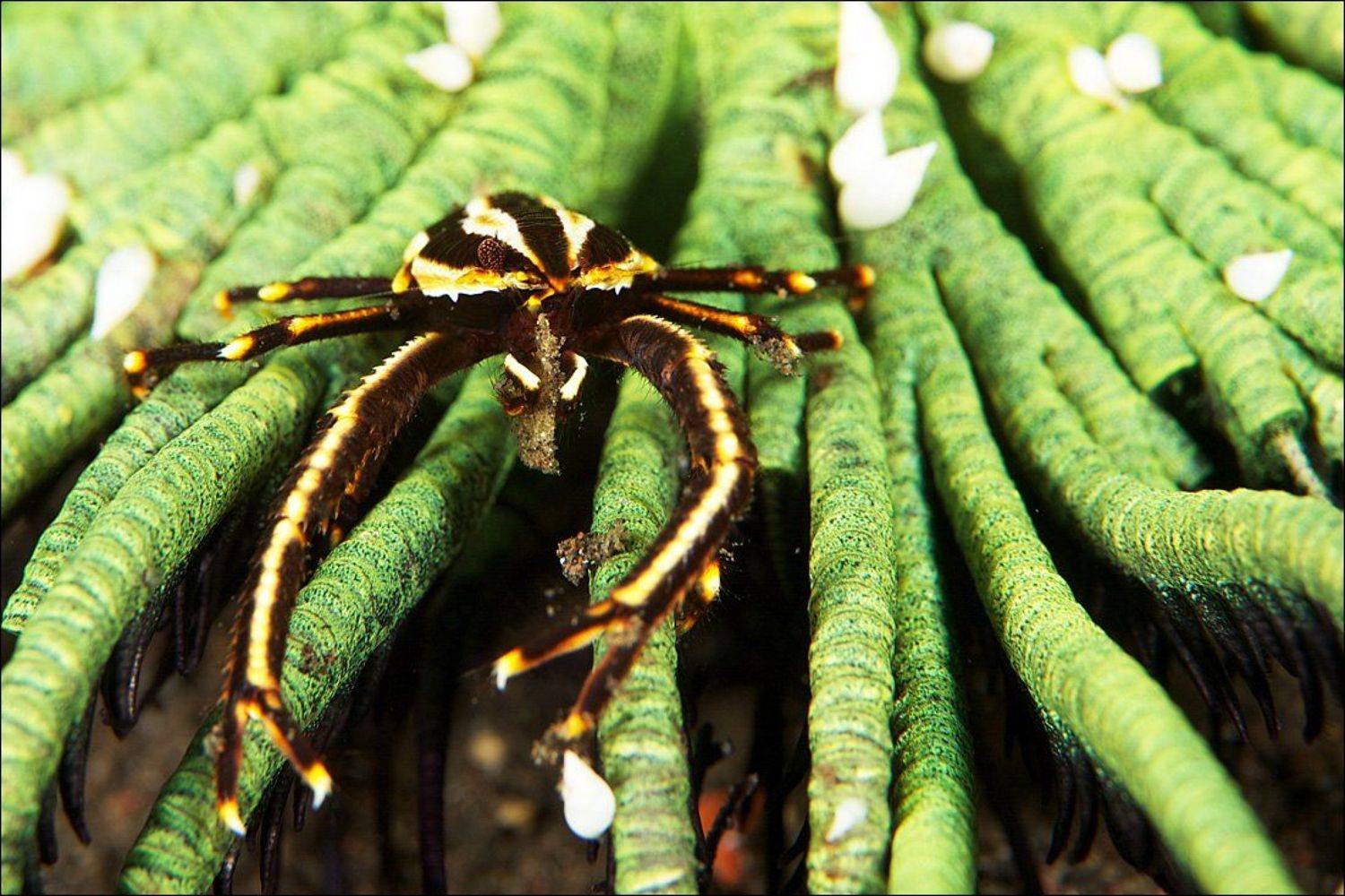 crab, underwater, bali, tulanben, Anton Akhmatov