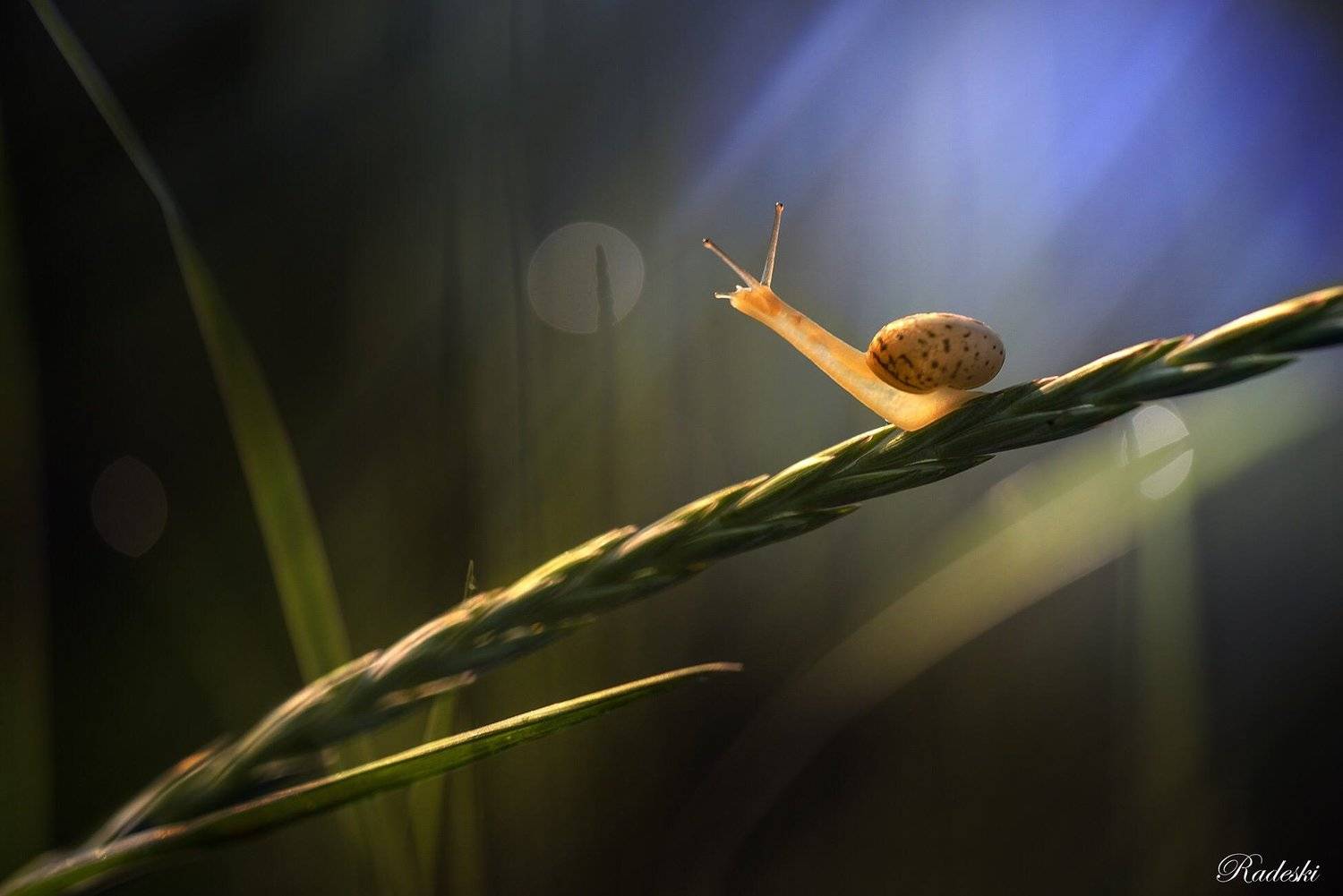 , Roberto Aldrovandi