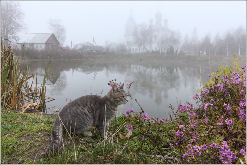 россия, московская обл, жестылёво Тот, кто сидел в кустах фото превью