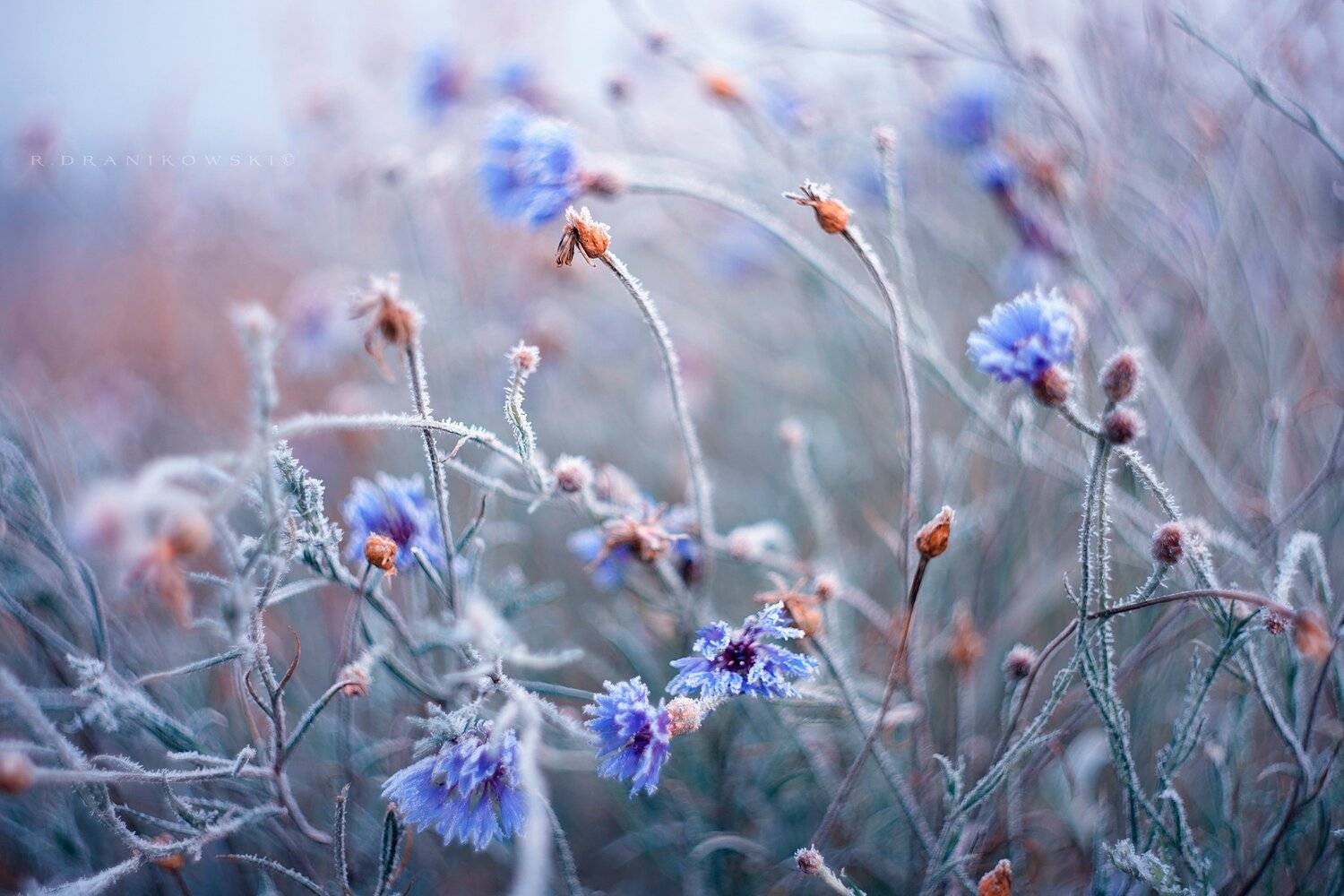 васильки centaurea cyanus cornflower blue flowers bokeh dranikowski macro m42 helios art, Radoslaw Dranikowski
