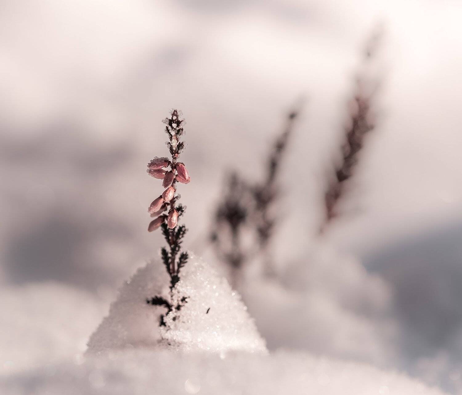 природа, макро, осень, снег, растения, цветы, эрика, Неля Рачкова