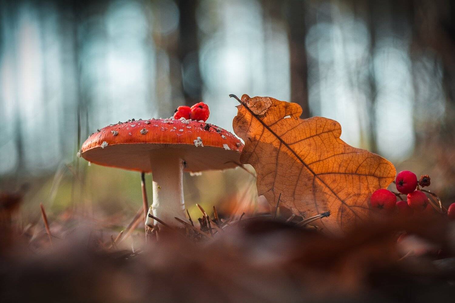 , Роман Зайцев