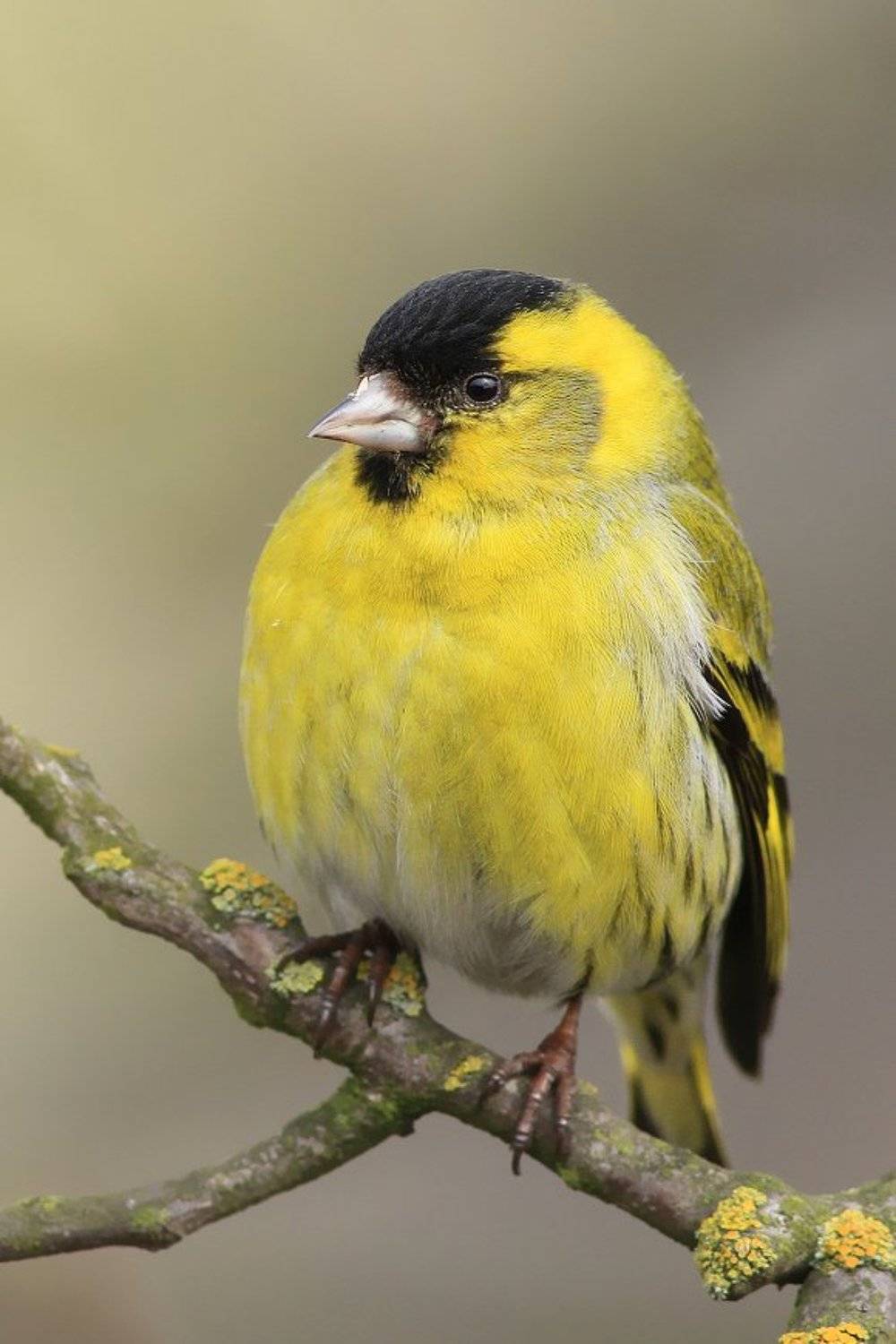 birds,wildlife,animal,wild,scene,bird,nature,beauty,natural,forest,morning, Piotr G&oacute;rny