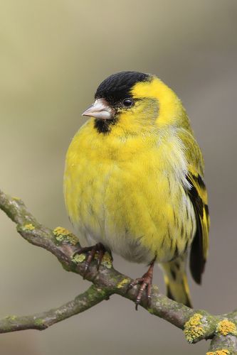 The Siskin