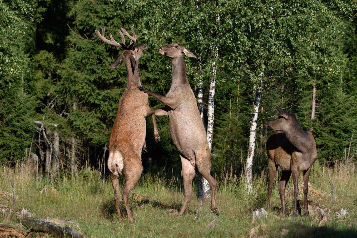 лес,дикие животные,олени, Виталий Полуэктов
