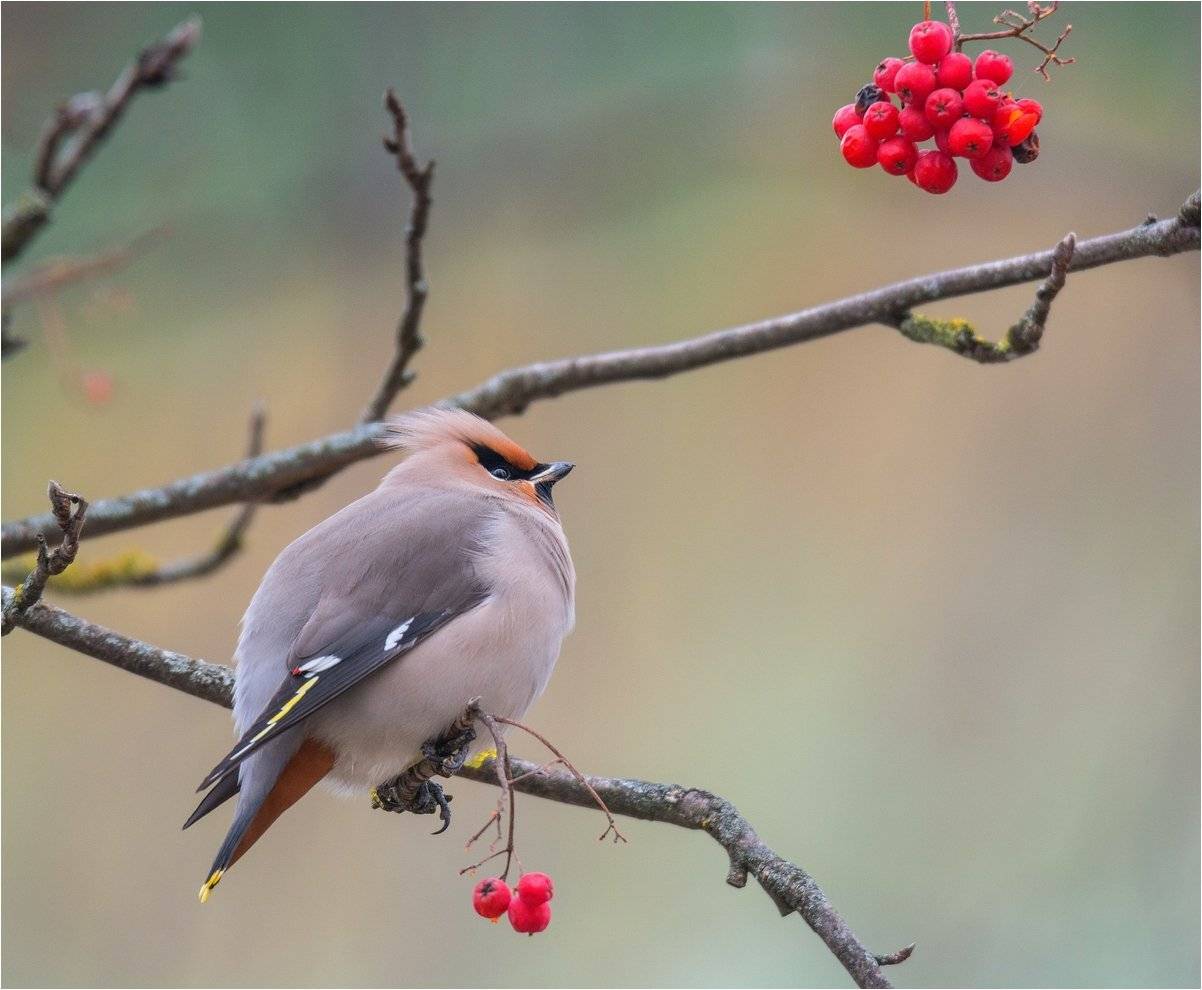 , Руслан Сигушин