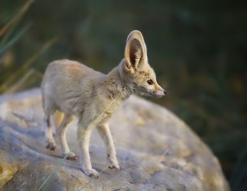 Fennec
