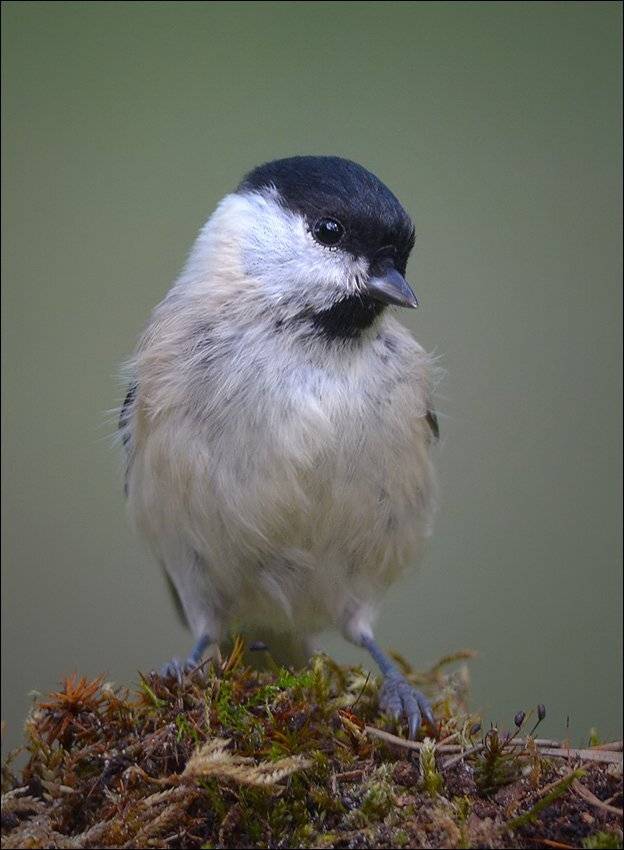 гаичка, Андрей Медведев