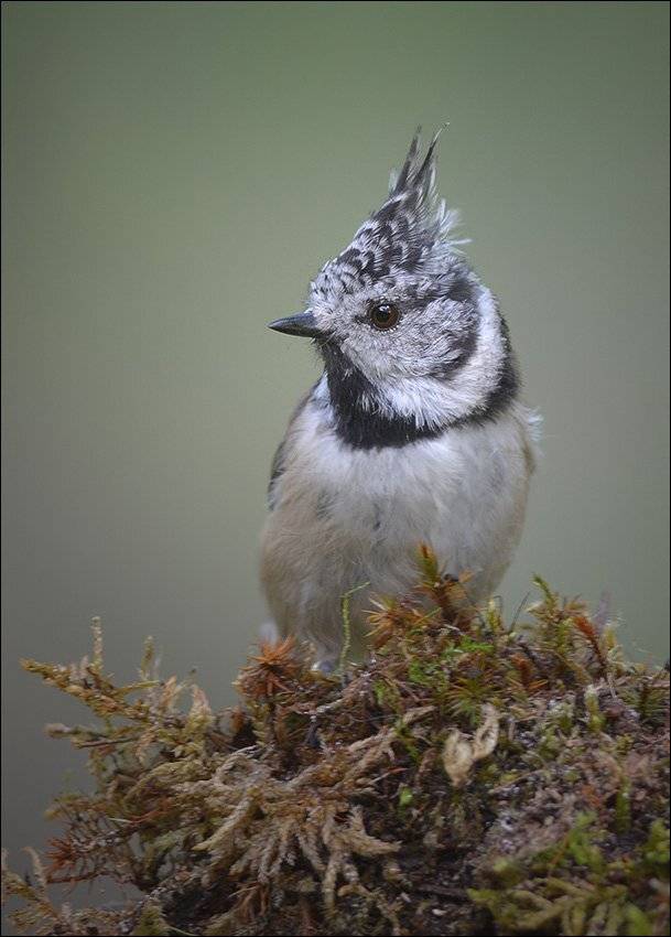 гренадёрка, Андрей Медведев