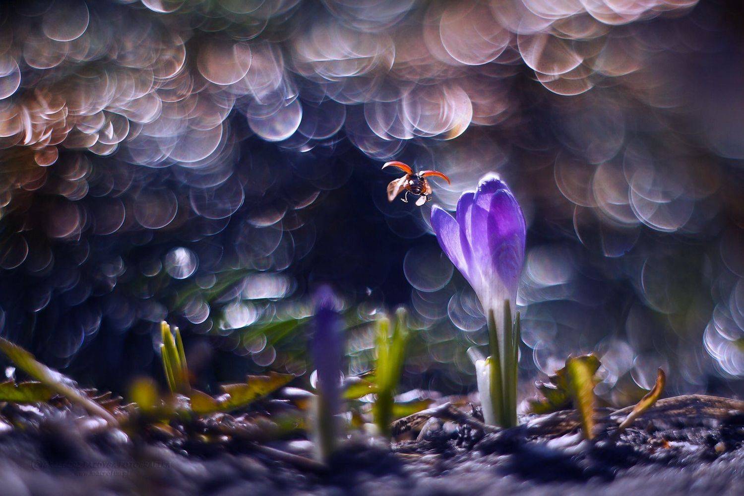 , Grzegorz macrofun Pazdyga