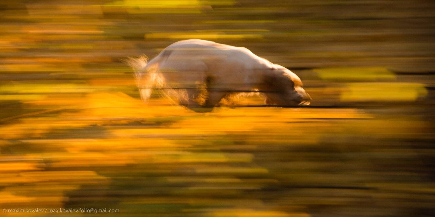animal, autumn, dog, flight, foliage, leaf, leaves, morning, motion, nature, running, yellow, бег, движение, животное, жёлтый, лист, листва, листья, осень, парк, полёт, природа, пёс, собака, спаниель, утро, Максим Ковалёв