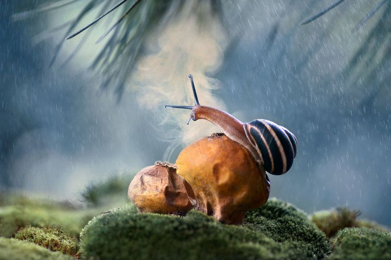улитка, макро, споры, грибы, дождевик, природа  фото превью
