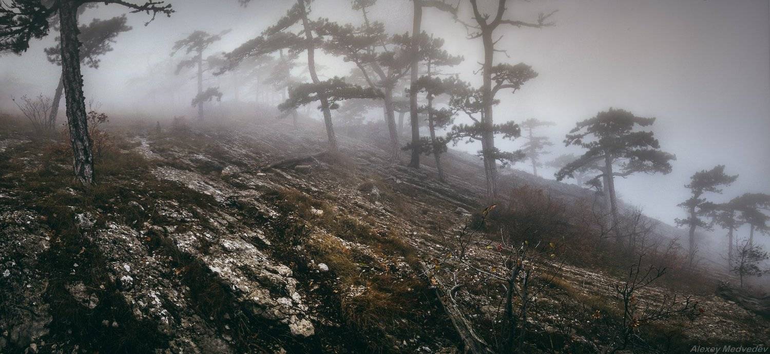  	Ай-Петри, горы, Крым, лес, мистика, облако, туман, Яйла	, Алексей Медведев