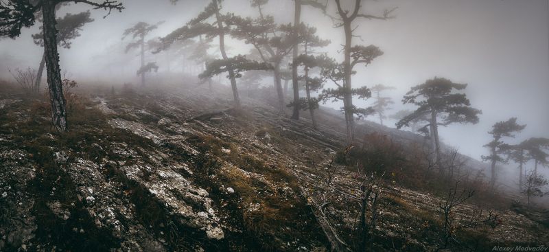 Ай-Петри, горы, Крым, лес, мистика, облако, туман, Яйла	 Древние склоны гор фото превью