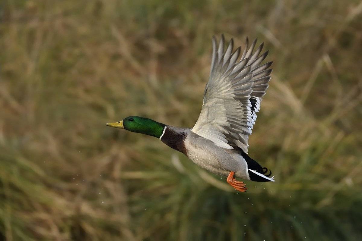 птицы birds, Jaroslav Mego