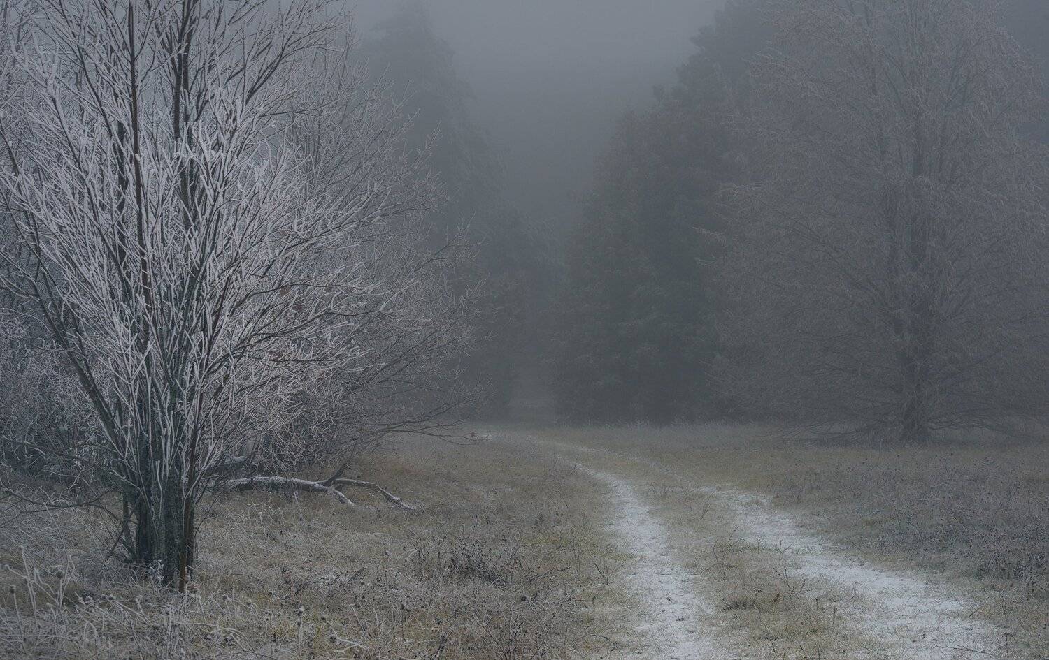 осень рассвет лес листва туман, Александр Жарников