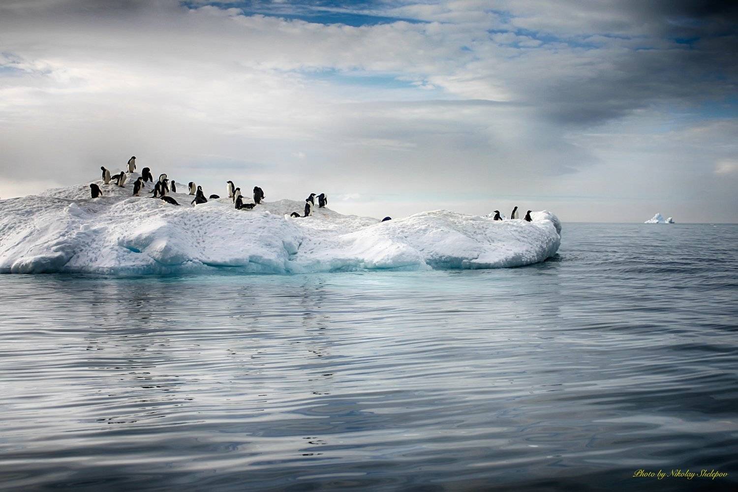 , Николай Шелепов