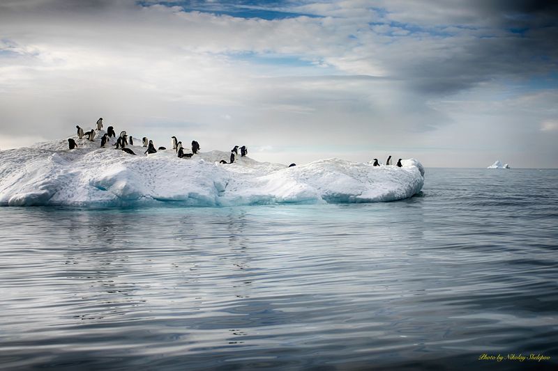 Антарктида 15 фото превью