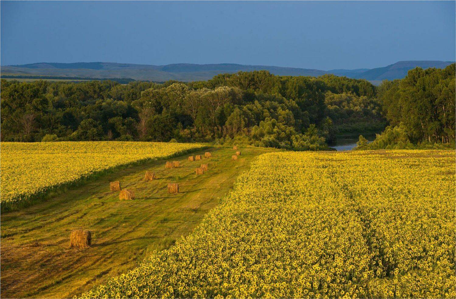 #оренбургская #подсолнух #orenburg #ural #урал #исянгулово, Кутыгин Эдуард