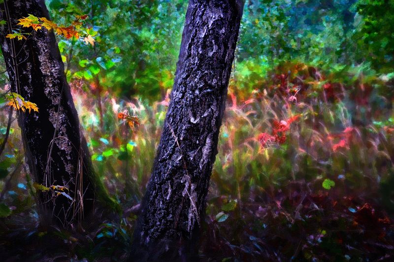 осень, березы, цвета, природа Осень к двум березам фото превью