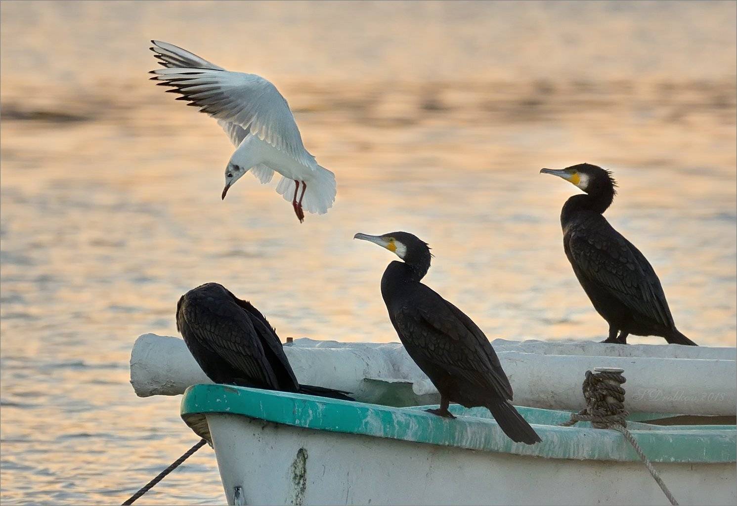 чайка, баклан, лодка, озеро, закат, фауна, Sergey Drobkov