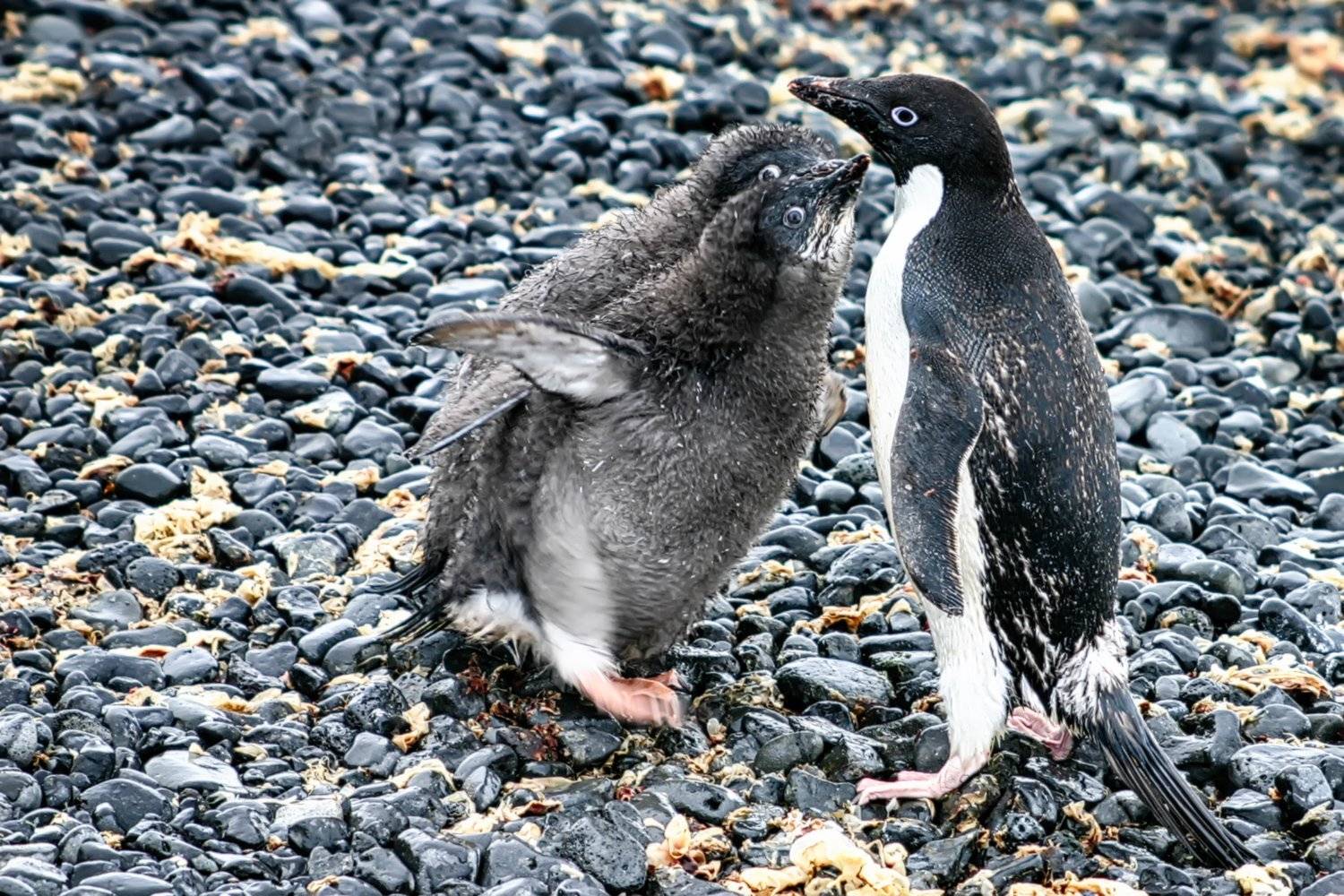 , Николай Шелепов
