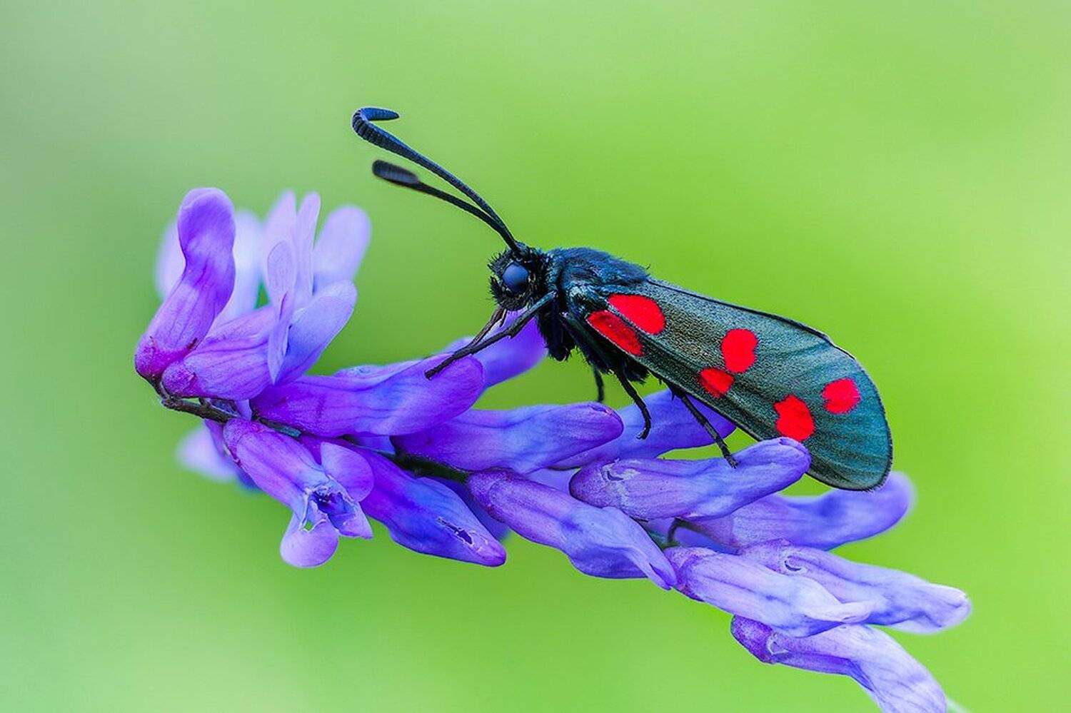 macro,макро, Евгений Лукашук