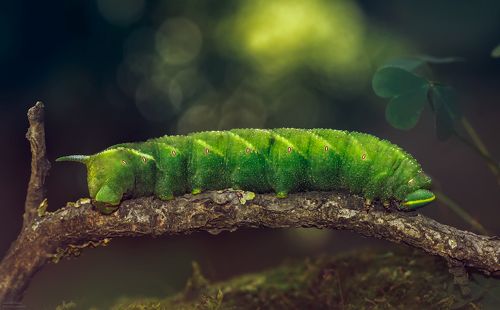 Бражник глазчатый