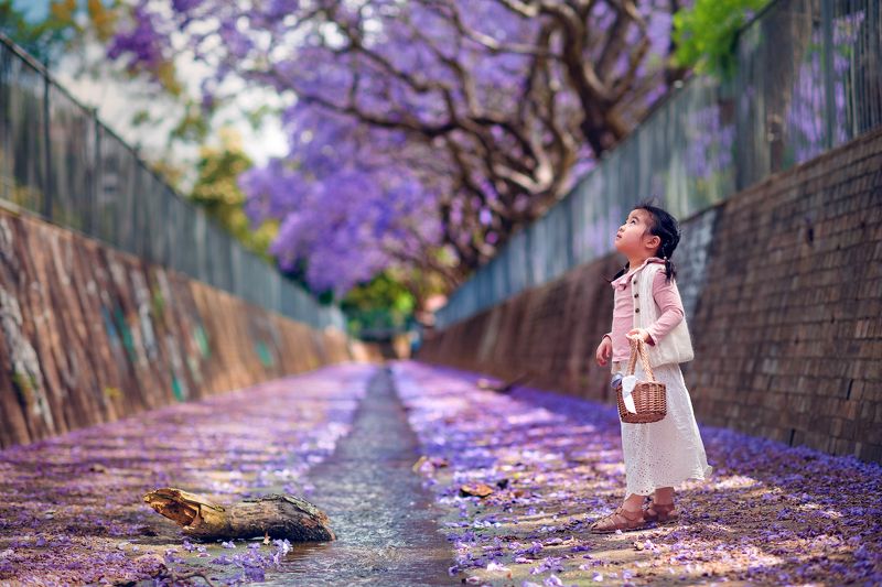 jacaranda фото превью