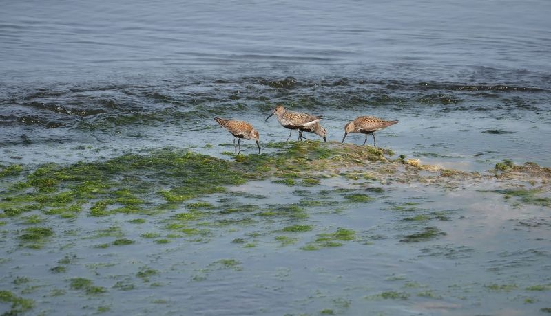Кстати, о птичках... фото превью