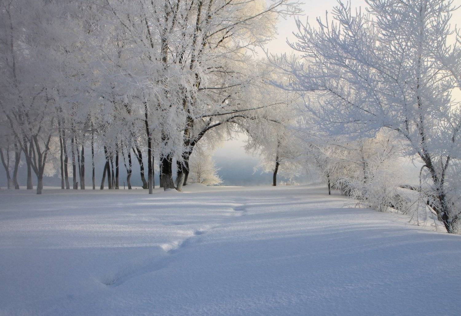 сибирь, зима, снег, мороз, томь, новокузнецк, иней, Галина Хвостенко