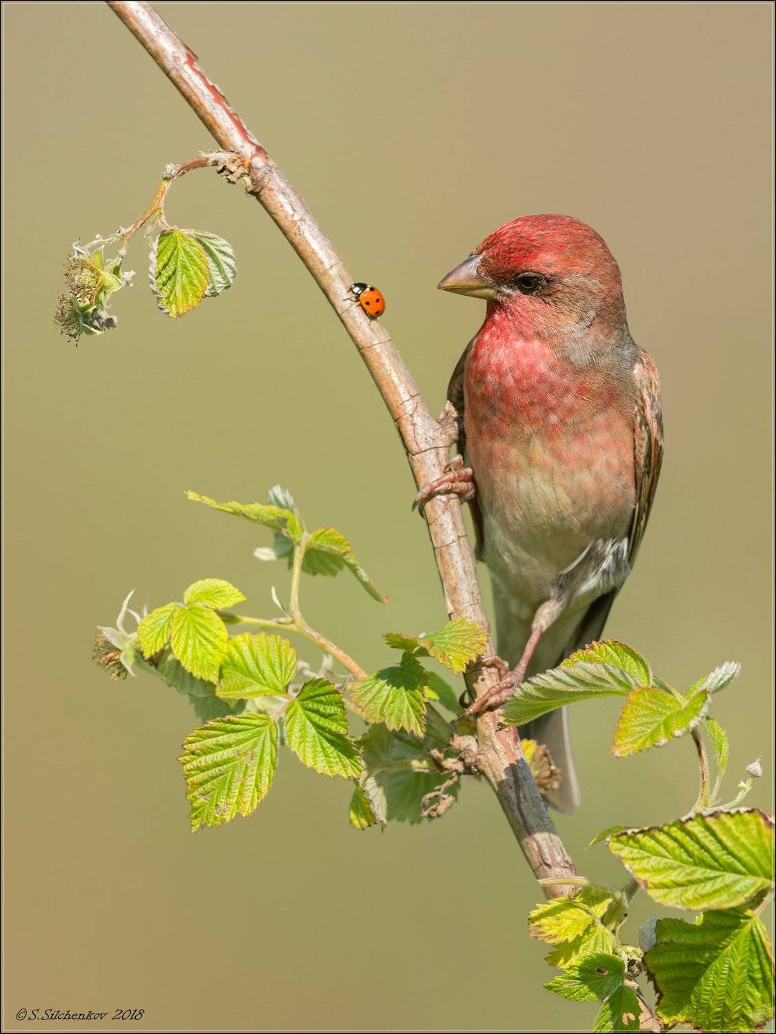 чечевица, Сергей Сильченков