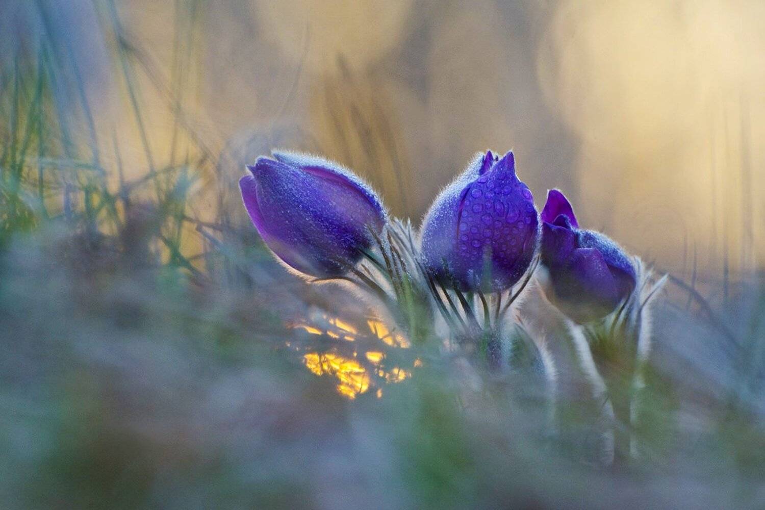 сон - трава, прострел, весна, Михаил Агеев