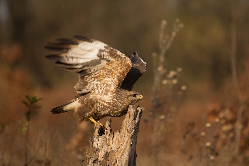 На старт внимание ... фото превью