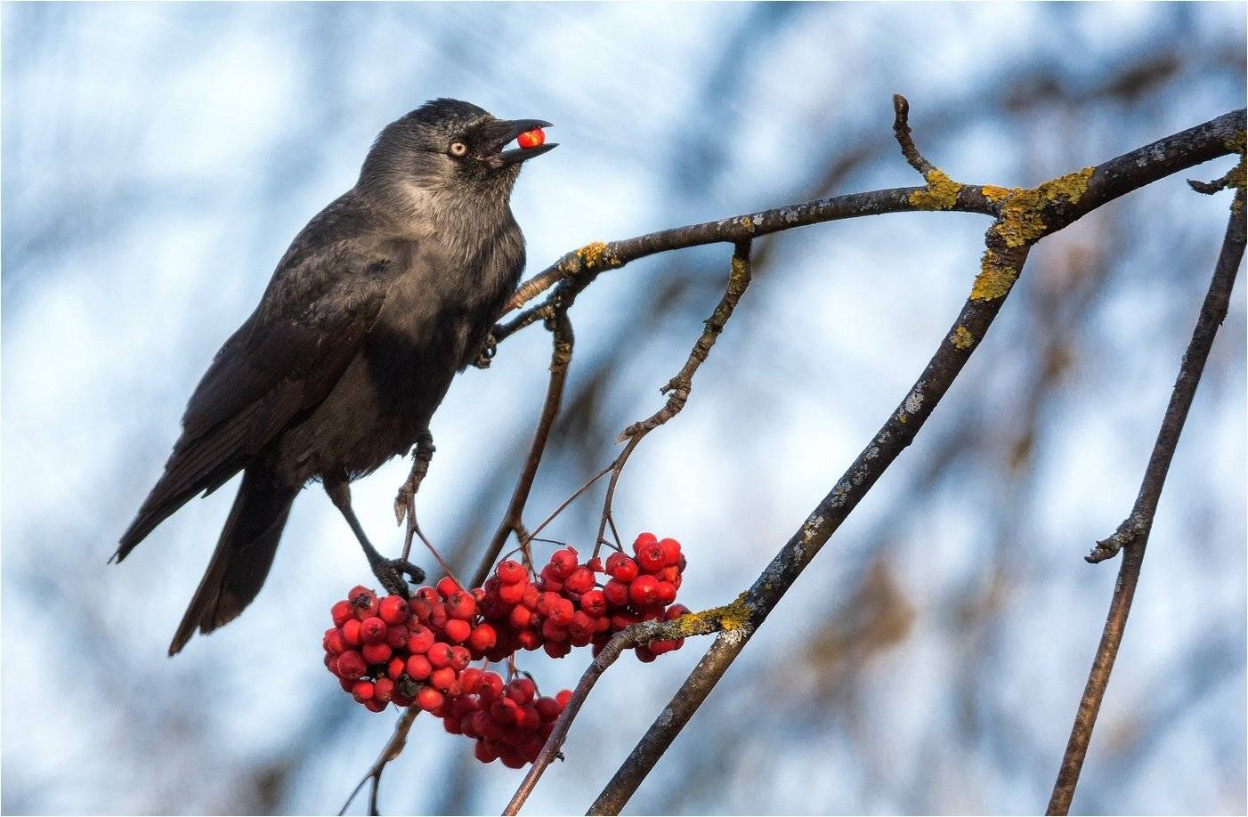 , Руслан Сигушин