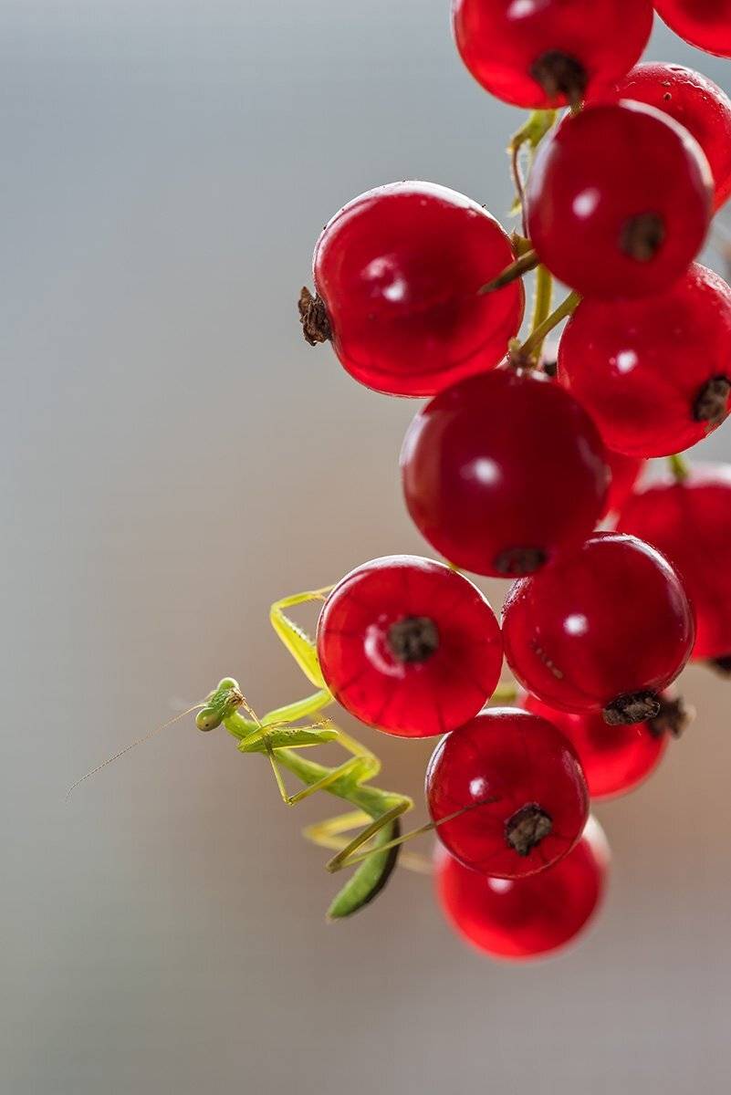 природа, макро, насекомые, богомол, Александр Земляной